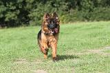 BERGER ALLEMAND 024